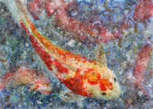 Koi